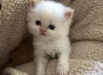 Fluffy Flame - Himalayan Kitten For Sale - Cumberland, MD, US