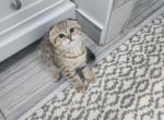 Gizmo - Scottish Fold Kitten For Sale - Naperville, IL, US