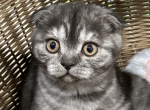 Smoke NOT A BROKER ie HOME RAISED - Scottish Fold Kitten For Sale - Providence, RI, US