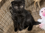 Blackie NOT A BROKER ie HOME RAISED - Scottish Fold Kitten For Sale - Providence, RI, US