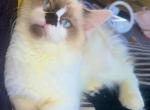 choso - Ragdoll Kitten For Sale - Williamsport, OH, US