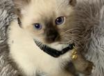 Seal Point - Colorpoint Shorthair Kitten For Adoption - Frisco, TX, US