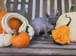 Elf Boy - Sphynx Cat For Sale - Indianapolis, IN, US