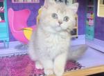 Shorthair - British Shorthair Kitten For Sale - 