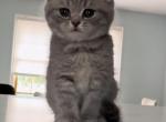 Purebred Girl available for reservation - Scottish Fold Kitten For Sale - Lindenhurst, NY, US