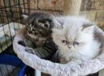 Tabby &Marbles - Himalayan Kitten For Sale - 