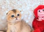 Scottish Fold boy - Scottish Fold Kitten For Sale - 