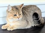 Scottish straight B - Scottish Straight Kitten For Sale - 