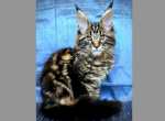 Ginny - Maine Coon Kitten For Sale - Marlton, NJ, US