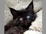 Bugatti - Maine Coon Kitten For Sale - Marlton, NJ, US