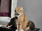 Charles - Scottish Fold Cat For Sale - IN, US