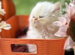 Pick your own names - Persian Kitten For Sale - 