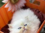 Name your own kitty - Persian Kitten For Sale - Lenoir, NC, US