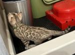 North Green Collar - Bengal Kitten For Sale - 