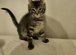 Joey - Highlander Kitten For Sale - Madisonville, KY, US