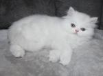 CFA White Male Persian Kitten with Copper eyes - Persian Kitten For Sale - Stanton, MO, US