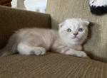 Miles - Scottish Fold Kitten For Sale - Levittown, PA, US