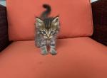 Siberian cross kittens - Siberian Kitten For Sale - 