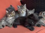 Siberian cross kittens - Siberian Kitten For Sale - Toms Brook, VA, US