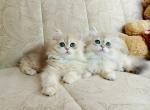 Two blue golden British longhair brothers - British Shorthair Kitten For Sale - 