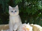 Blue golden british shorthair girl - British Shorthair Kitten For Sale - Brooklyn, NY, US