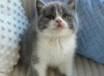 Blue bicolor British shorthair boy - British Shorthair Kitten For Sale - Brooklyn, NY, US