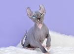 Odd Eyed Girl - Sphynx Kitten For Sale - Chicago, IL, US