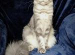 Ocean - Maine Coon Kitten For Sale - 