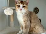 Danik - British Shorthair Kitten For Sale - Los Angeles, CA, US