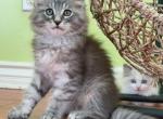 M004 - Maine Coon Kitten For Sale - Los Angeles, CA, US