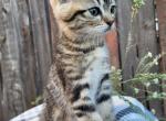 Ella - Scottish Straight Kitten For Sale - Spokane, WA, US