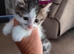 Baby - Exotic Kitten For Sale - 