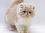 Mathias - Persian Kitten For Sale - 