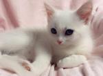 Super sweet kitty - American Shorthair Kitten For Sale - Vancouver, WA, US