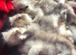 Gabriel's Newest Litter - Persian Kitten For Sale - 