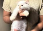 Flamepoint - Himalayan Kitten For Sale - East Longmeadow, MA, US