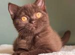 Garold - British Shorthair Kitten For Sale - 