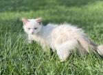 Ragdoll kitten - Ragdoll Kitten For Sale - Bear Creek Village, PA, US