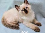 Knox Balinese Cattery - Balinese Kitten For Sale - Brazil, IN, US