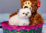 Ever So Sweet 2 chains - Ragdoll Kitten For Sale - Winona, MN, US