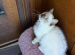 TICA Mitted Ragdoll Kitten Male - Ragdoll Kitten For Sale - 