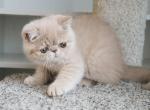 Leo - Exotic Kitten For Sale - 