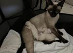 Maddies babies - Siamese Kitten For Sale - Philadelphia, PA, US