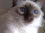 Musetta - Balinese Cat For Sale - Queenstown, MD, US