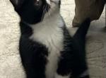 Ebony Litter - Persian Kitten For Sale - Shawnee, OK, US