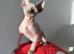 Canadian Male - Sphynx Kitten For Sale - 