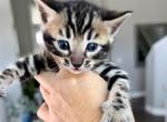 Lumi x Link boy - Bengal Kitten For Sale - Corona, CA, US