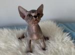 Lora - Sphynx Kitten For Sale - 