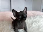 Bambi - Sphynx Kitten For Sale - Boca Raton, FL, US