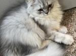 Beautiful Persian boy - Persian Kitten For Sale - Virginia Beach, VA, US